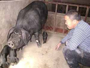 老隽头纯粮绿色猪肉 品牌直销的品质之选